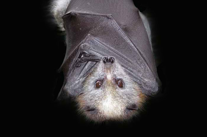 10 Bat Symbolism Facts & Meaning: A Totem, Spirit & Power Animal