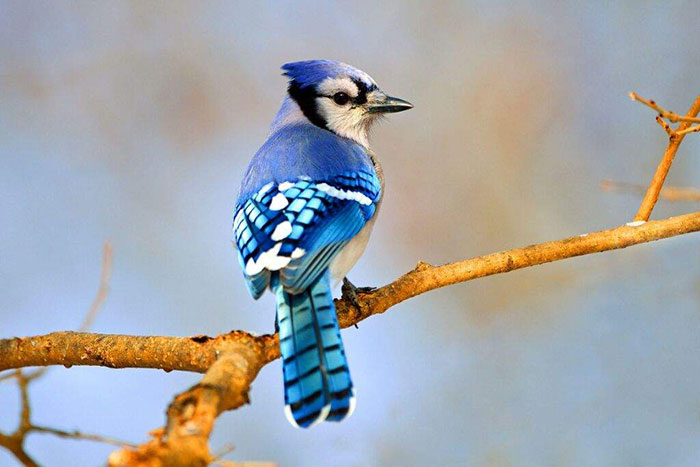 10 Blue Jay Symbolism Facts & Meaning: A Totem, Spirit & Power Animal