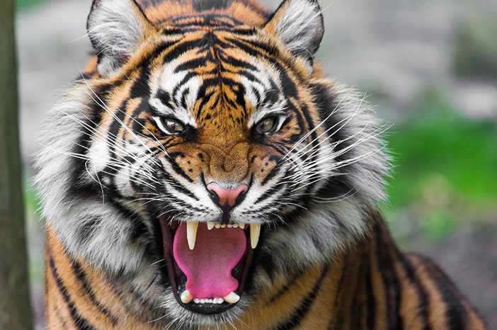 10 Tiger Symbolism Facts & Meaning: A Totem, Spirit & Power Animal
