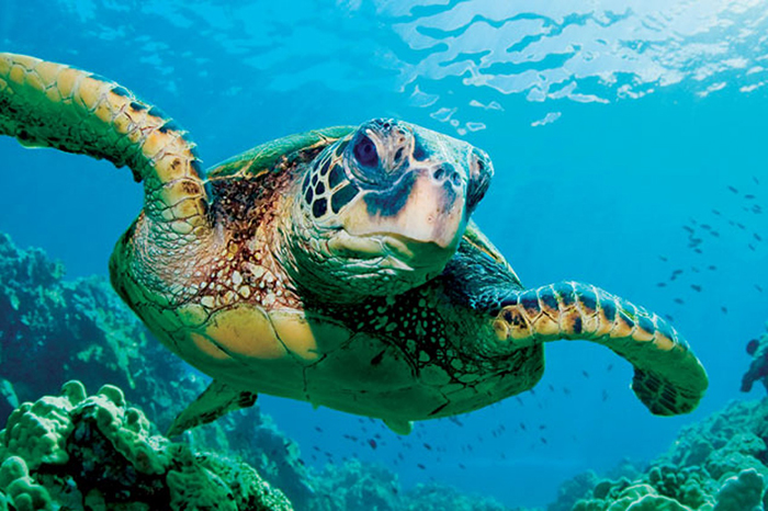 10 Turtle Symbolism Facts & Meaning: A Totem, Spirit & Power Animal