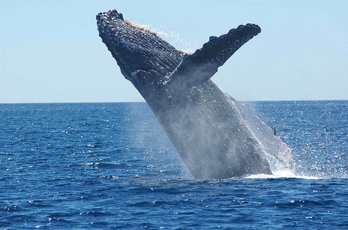 10 Whale Symbolism Facts & Meaning: A Totem, Spirit & Power Animal