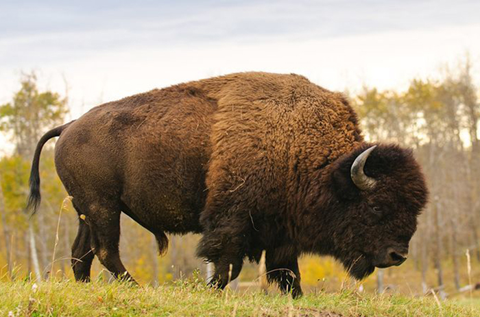 10 Buffalo Bison Symbolism Facts & Meaning: A Totem, Spirit & Power Animal