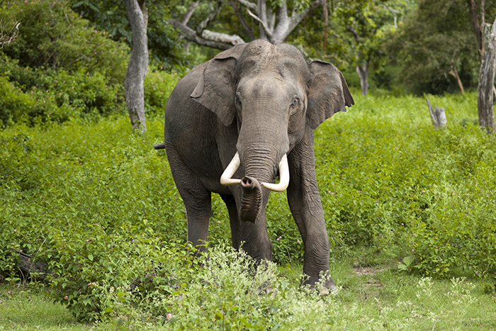 10 Elephant Symbolism Facts & Meaning: A Totem, Spirit & Power Animal