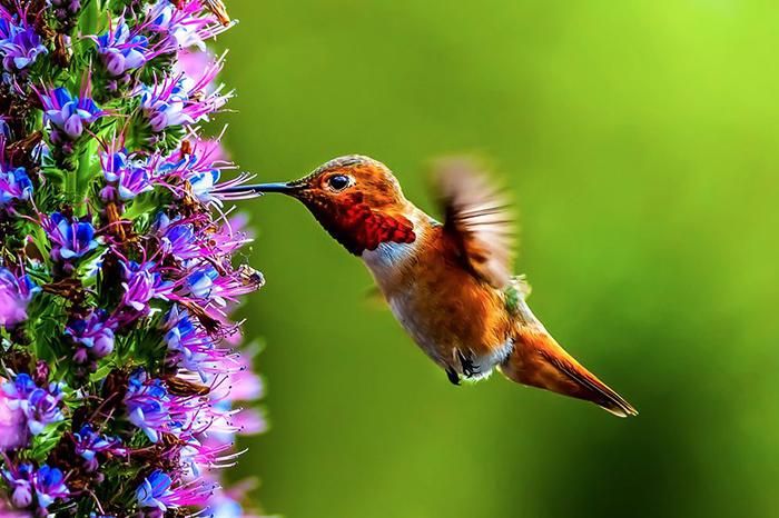 10 Hummingbird Symbolism Facts & Meaning: A Totem, Spirit & Power Animal