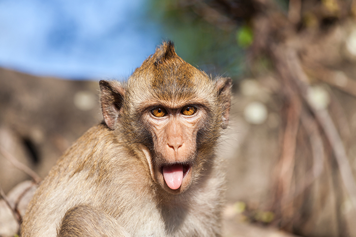 10 Monkey Symbolism Facts & Meaning: A Totem, Spirit & Power Animal