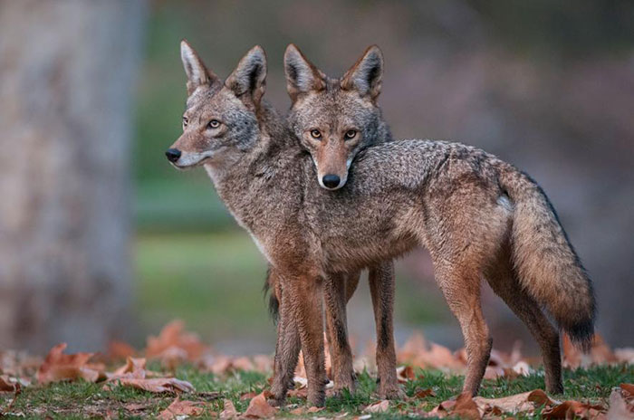 10 Coyote Symbolism Facts & Meaning: A Totem, Spirit & Power Animal