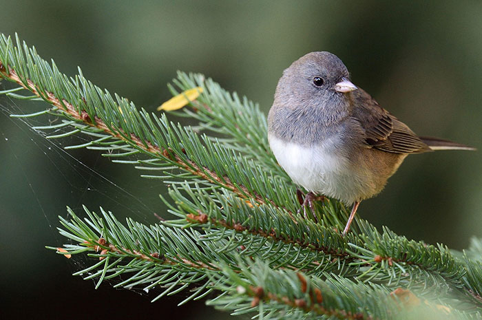 10 Junco Symbolism Facts & Meaning: A Totem, Spirit & Power Animal
