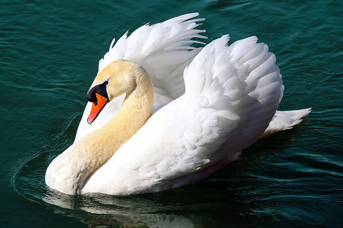 2023's 10 Swan Symbolism Facts & Meaning: A Totem, Spirit & Power Animal |  HEP6