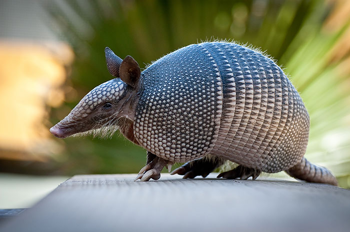 10 Armadillo Symbolism Facts & Meaning: A Totem, Spirit & Power Animal