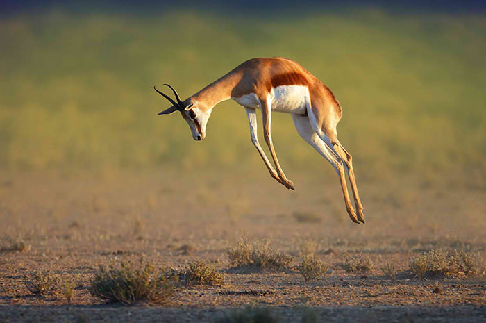 10 Gazelle Symbolism Facts & Meaning: A Totem, Spirit & Power Animal