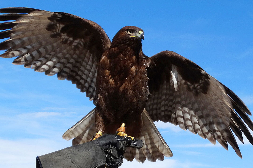 2023's 10 Hawk Symbolism Facts & Meaning: A Totem, Spirit & Power Animal |  HEP6