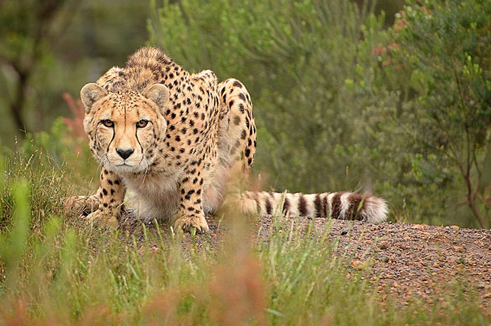 10 Cheetah Symbolism Facts & Meaning: A Totem, Spirit & Power Animal