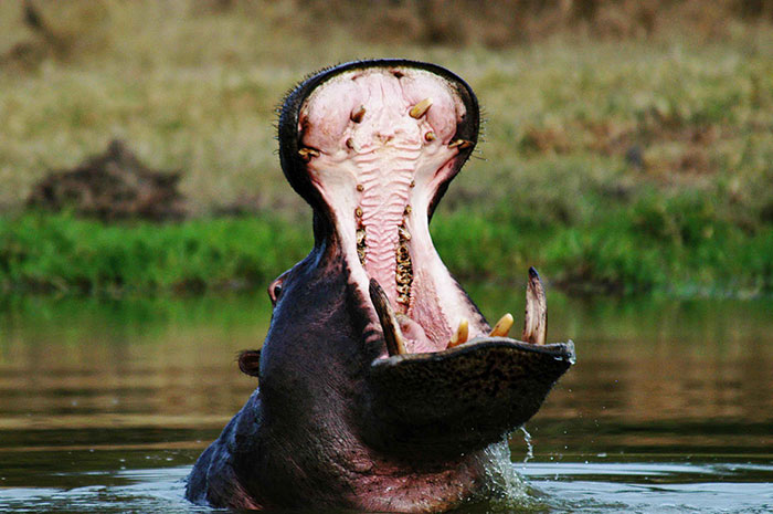 10 Hippo / Hippopotamus Symbolism Facts & Meaning: A Totem, Spirit & Power Animal