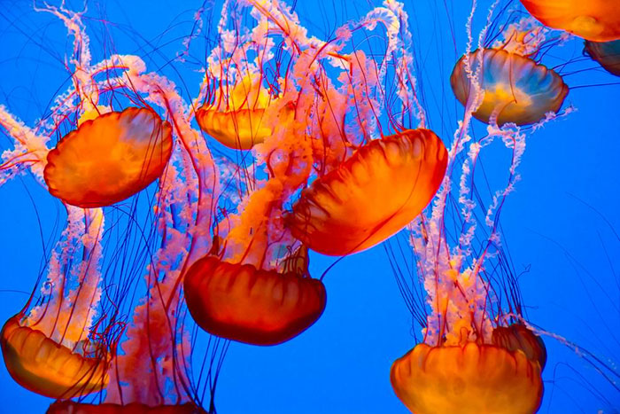10 Jellyfish Symbolism Facts & Meaning: A Totem, Spirit & Power Animal