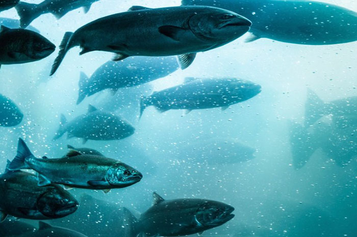 10 Salmon Symbolism Facts & Meaning: A Totem, Spirit & Power Animal