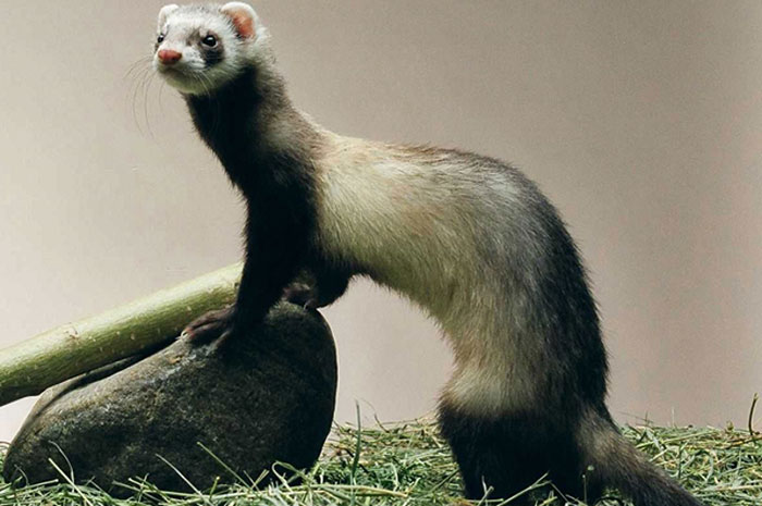 2023's 10 Ferret Symbolism Facts & Meaning: A Totem, Spirit & Power Animal  | HEP6