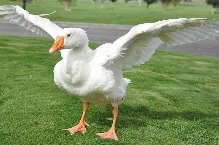 10 Goose Symbolism Facts & Meaning: A Totem, Spirit & Power Animal