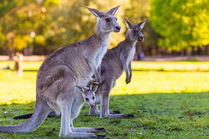 10 Kangaroo Symbolism Facts & Meaning: A Totem, Spirit & Power Animal