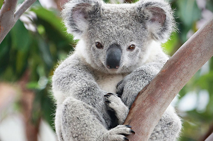 2023's 10 Koala Symbolism Facts & Meaning: A Totem, Spirit & Power Animal |  HEP6