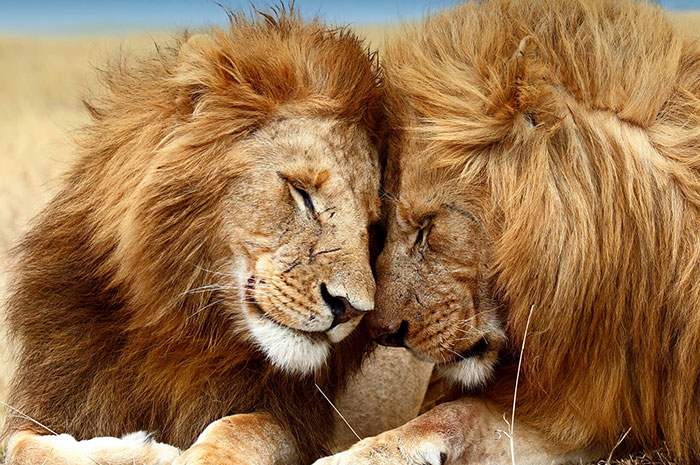 10 Lion Symbolism Facts & Meaning: A Totem, Spirit & Power Animal