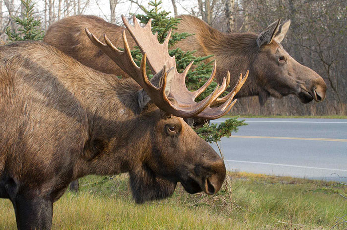 10 Moose Symbolism Facts & Meaning: A Totem, Spirit & Power Animal