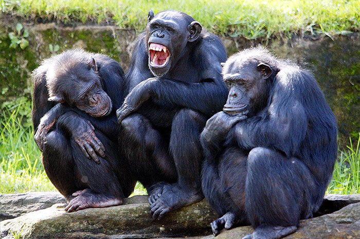 10 Chimpanzee Symbolism Facts & Meaning: A Totem, Spirit & Power Animal
