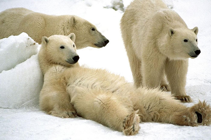 10 Polar Bear Symbolism Facts & Meaning: A Totem, Spirit & Power Animal