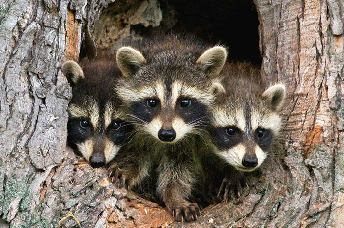 10 Raccoon Symbolism Facts & Meaning: A Totem, Spirit & Power Animal