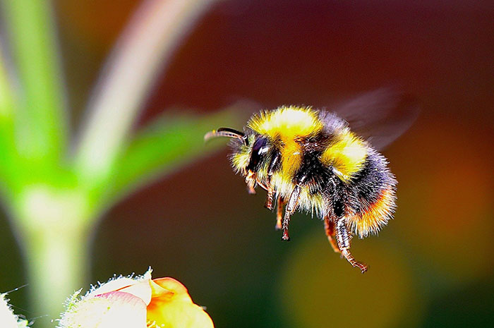 10 Bumblebee Symbolism, Myths & Meaning: A Totem, Spirit & Power Animal