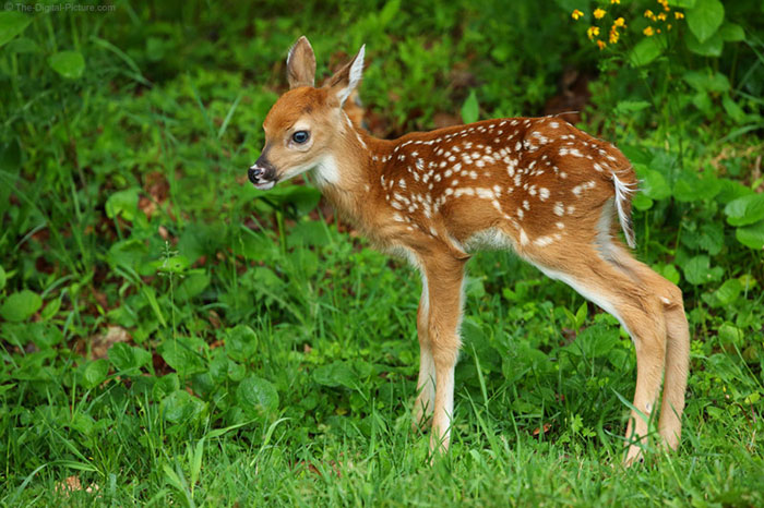 10 Deer Symbolism Facts & Meaning: A Totem, Spirit & Power Animal