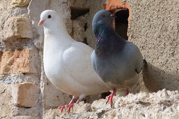 10 Dove / Pigeon Symbolism, Myths & Meaning: A Totem, Spirit & Power Animal