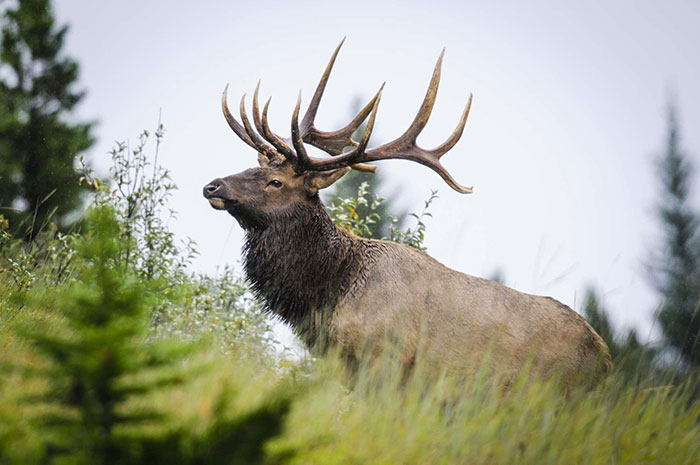 10 Elk Symbolism Facts & Meaning: A Totem, Spirit & Power Animal
