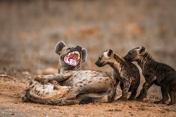 10 Hyena Symbolism Facts & Meaning: A Totem, Spirit & Power Animal