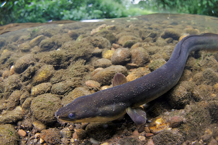 10 Eel Symbolism Facts & Meaning: A Totem, Spirit & Power Animal
