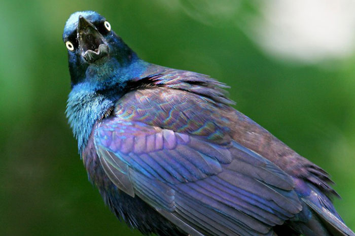 10 Grackle Symbolism Facts & Meaning: A Totem, Spirit & Power Animal