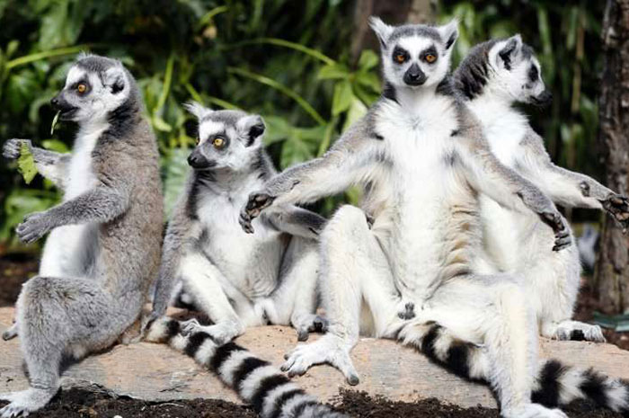 10 Lemur Symbolism Facts & Meaning: A Totem, Spirit & Power Animal