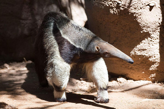 10 Anteater Symbolism Facts & Meaning: A Totem, Spirit & Power Animal