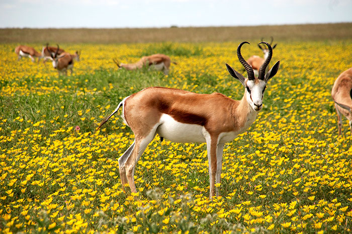 2023's 10 Antelope Symbolism Facts & Meaning: A Totem, Spirit & Power Animal  | HEP6