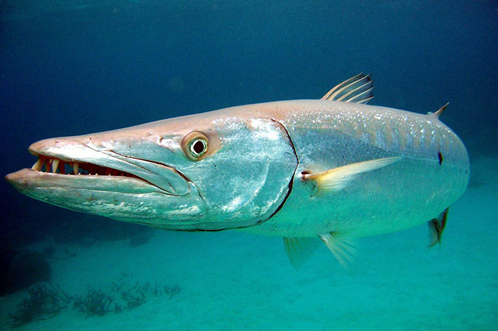 10 Barracuda Symbolism Facts & Meaning: A Totem, Spirit & Power Animal