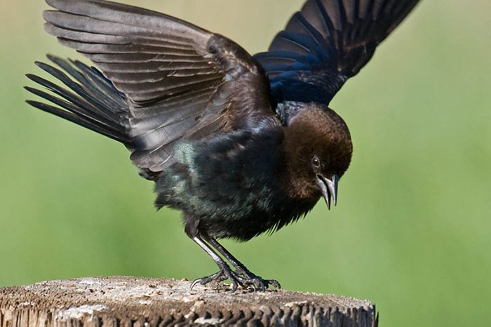 10 Blackbird Symbolism Facts & Meaning: A Totem, Spirit & Power Animal
