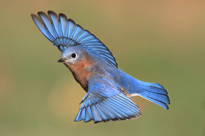 10 Bluebird Symbolism Facts & Meaning: A Totem, Spirit & Power Animal