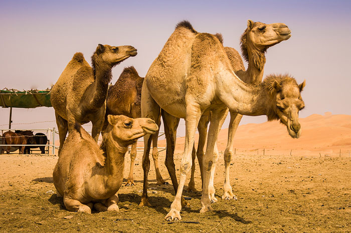 10 Camel Symbolism Facts & Meaning: A Totem, Spirit & Power Animal