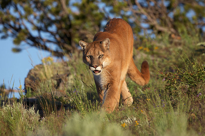 10 Cougar Symbolism Facts & Meaning: A Totem, Spirit & Power Animal