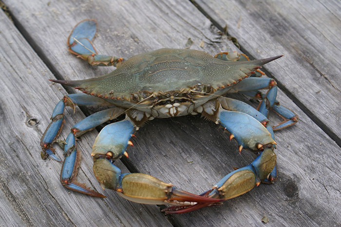 10 Crab Symbolism Facts & Meaning: A Totem, Spirit & Power Animal