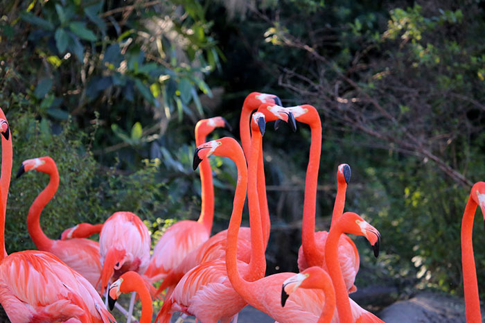 10 Flamingo Symbolism Facts & Meaning: A Totem, Spirit & Power Animal