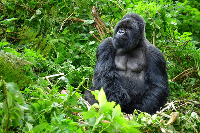 10 Gorilla Symbolism Facts & Meaning: A Totem, Spirit & Power Animal