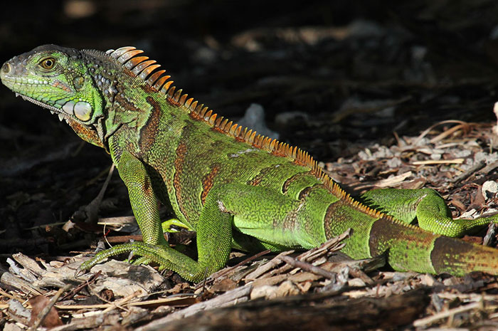10 Iguana Symbolism Facts & Meaning: A Totem, Spirit & Power Animal