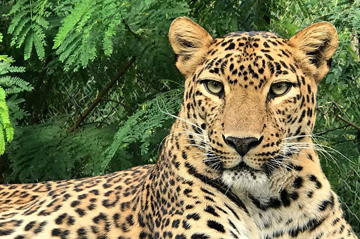 10 Leopard Symbolism, Myths & Meaning: A Totem, Spirit & Power Animal