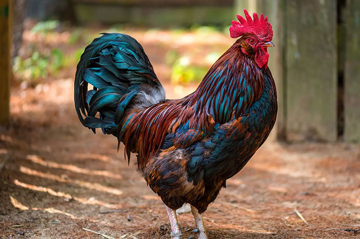 10 Rooster Symbolism Facts & Meaning: A Totem, Spirit & Power Animal