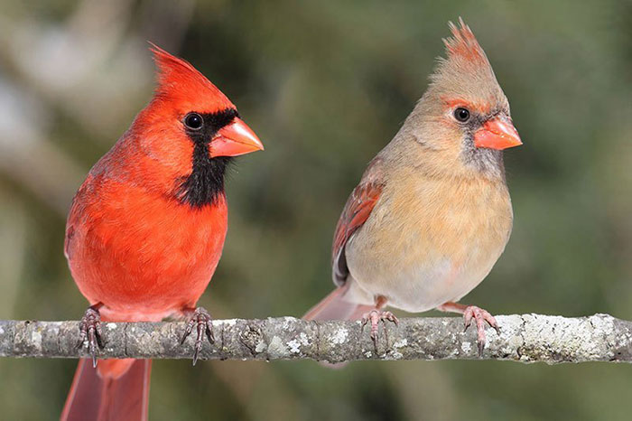 10 Cardinal Symbolism Facts & Meaning: A Totem, Spirit & Power Animal